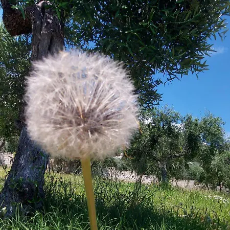 Olivo Macchia Apartment