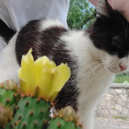 Apartment Olivo Macchia